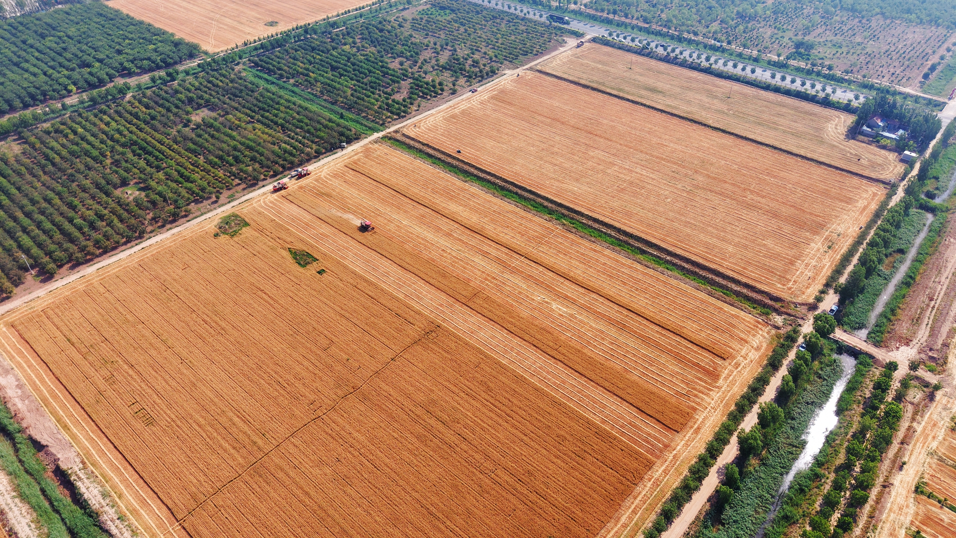 博華麥?zhǔn)諘?huì)戰(zhàn)告捷，上下同心力保夏糧顆粒歸倉