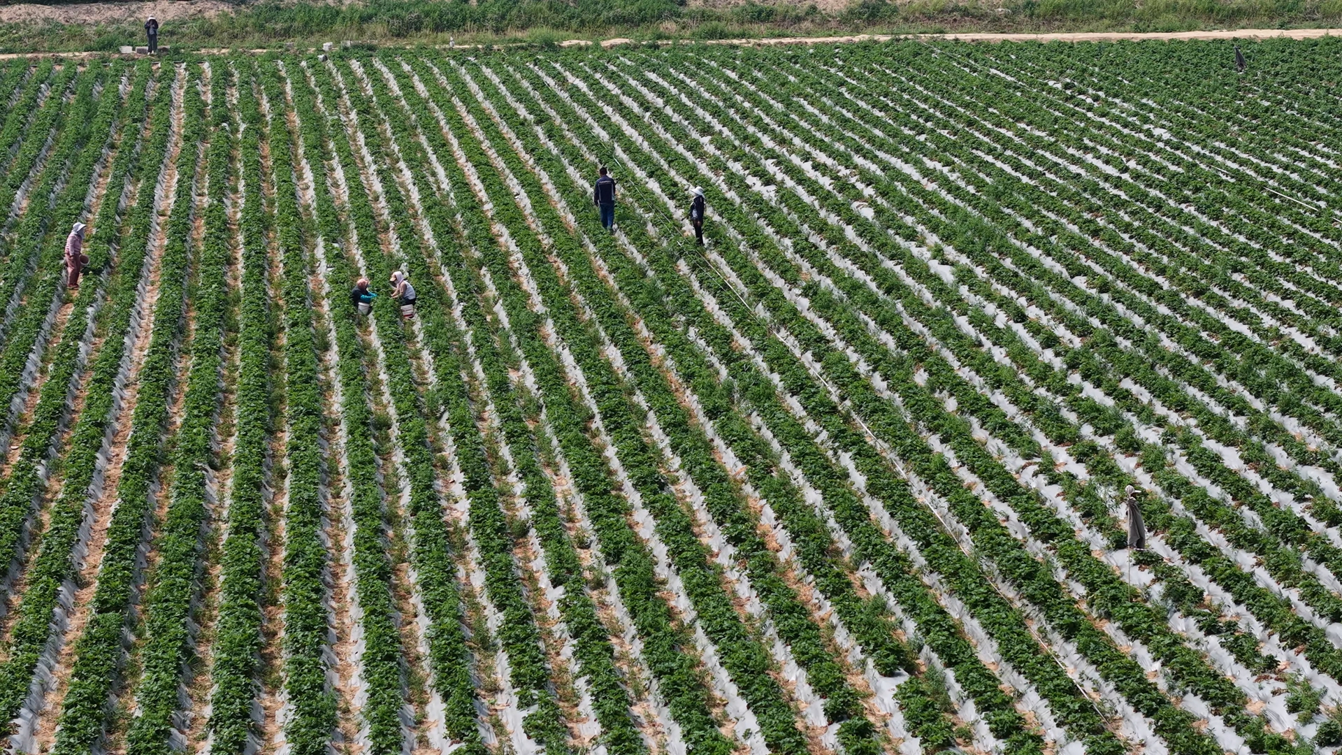 博華訂單農(nóng)業(yè)繪就豐收新景，土地高質(zhì)量運(yùn)營賦能單產(chǎn)增收